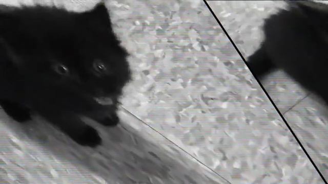 Worst Kitten video Ever ! смотреть онлайн