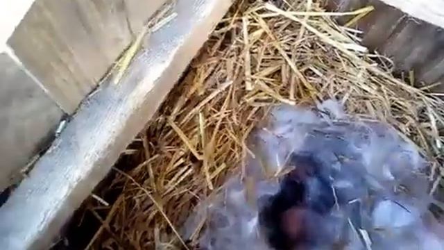 Содержание кроликов зимой. Крещенские окролы. смотреть онлайн