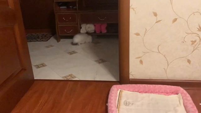 Кошка Дина Персидская шиншилла. Убегу от тебя ? смотреть онлайн