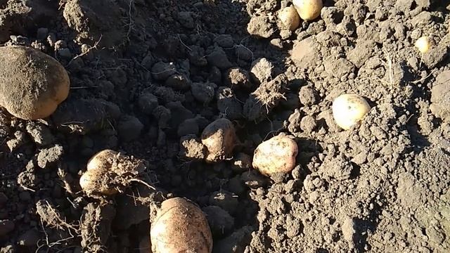 Мотоблоком копаю картошку. смотреть онлайн