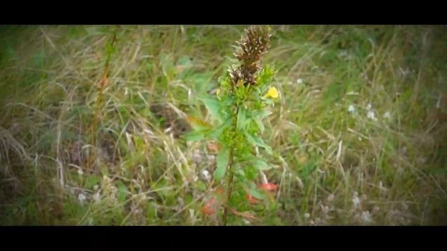 Sony A58- Video test HD смотреть онлайн