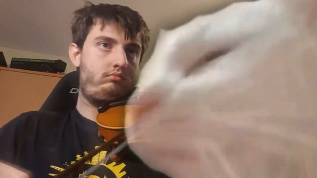 Cat vibing to Ievan Polkka on Violin by MatoBoost смотреть онлайн