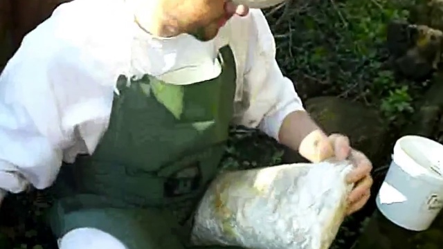 Выращивание грибов вешенка на пнях How To Plant Oyster At Stumps