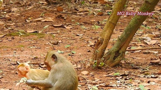 Adorable baby Elpida hard fast getting food with team! No one smart like Elpida poor abandon girl смотреть онлайн