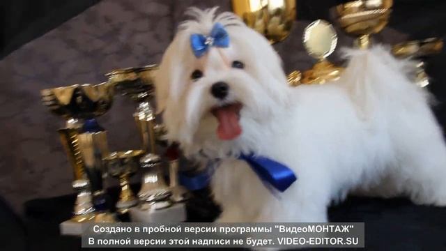 ПРОДАЕТСЯ щенок мальтезе +79085650206 смотреть онлайн