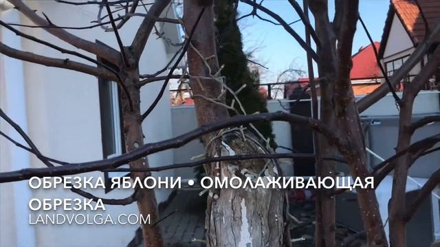 Обрезка яблони. Спасаем лечим яблоню. Омолаживающая обрезка. Ландшафтная студия Ландволга смотреть онлайн