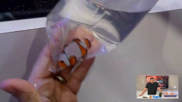 Cycling your new Reef Aquarium, Platinum Reef 100.3 смотреть онлайн