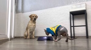 Есть ли у Дени сила воли? Мэни уговаривает Дени съесть вкусняшки! Он держался из последних сил, но.