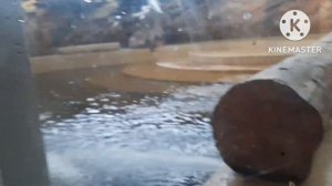 КАЗАНСКИЙ ЗООПАРК РЕКА ЗАМБЕЗИ