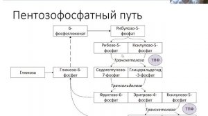 Лекция 2. Витамин В1
