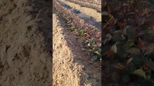 подвой 54-118 #маточник #подвой #саженцы #окучивание смотреть онлайн