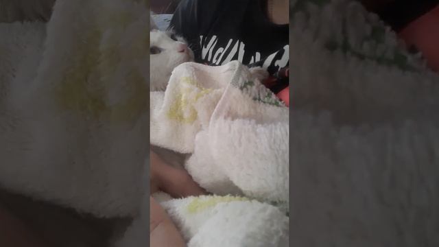 искупали котёнка после прогулки. купание кошек смотреть онлайн