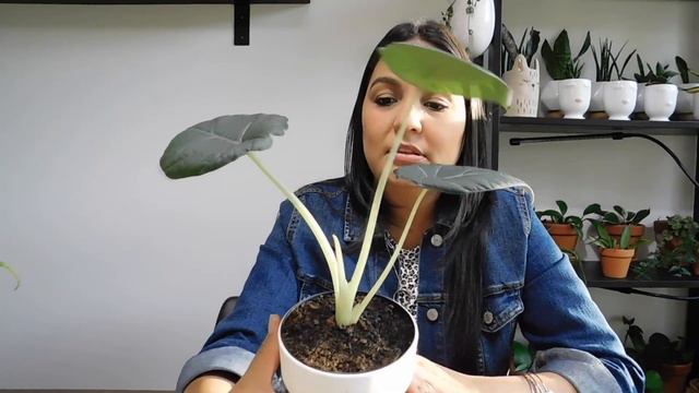 Mi Nueva Colección: Alocasia