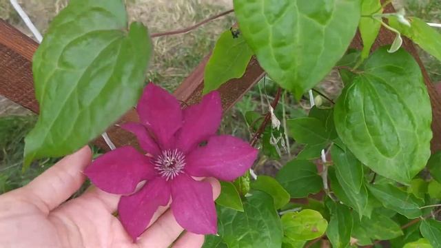 Цветение клематисов на шпалере. Кардинал, Доктор Рупер, Блю эксплоужен смотреть онлайн