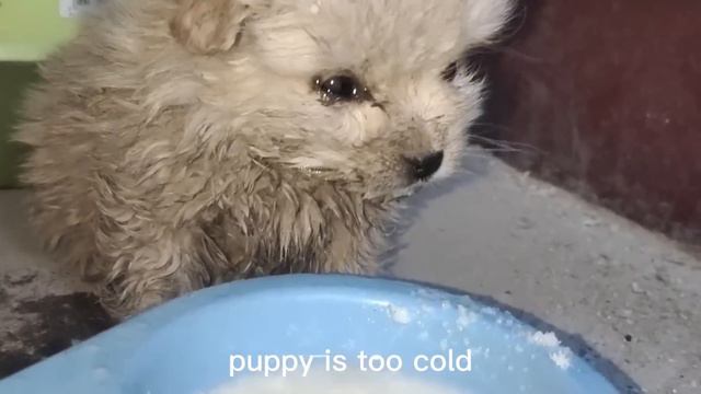 Poor puppy abandoned, crying and eating snowflakes, shivering from the cold, take it home смотреть онлайн