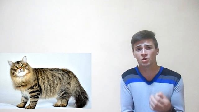топ 10 самые крупные породы домашних кошек интересное видео смотреть онлайн