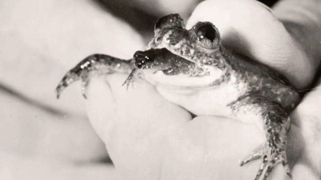 Заботливые лягушки и их детки смотреть онлайн