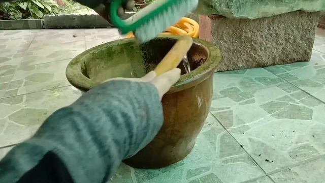 Pokok Keladi Gajah, penyeri Taman смотреть онлайн