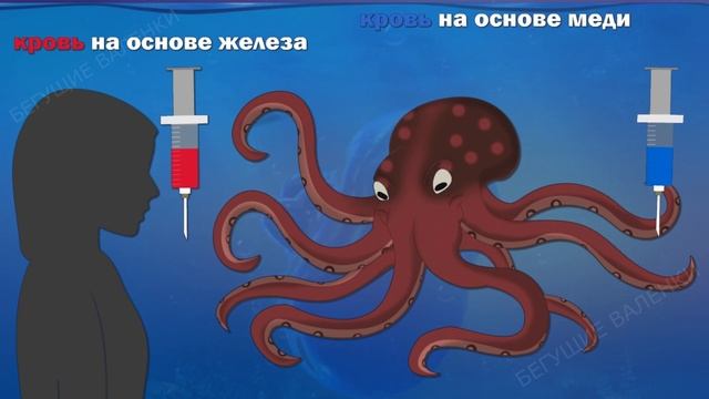 Головоногие моллюски: многорукие пришельцы | Познавательное видео | Удивительный мир беспозвоночных смотреть онлайн