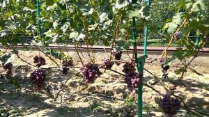 @Виноград Эверест. Виноград супер