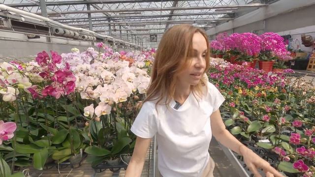 I-Hsin и его легендарные сорта смотреть онлайн