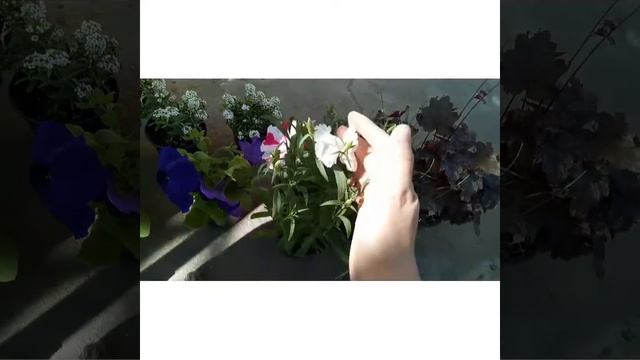 Покупка садовых цветов.Цены на гейхеру,петунии,алиссума,гомфрены,гвоздики. смотреть онлайн