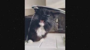 приколы тролля