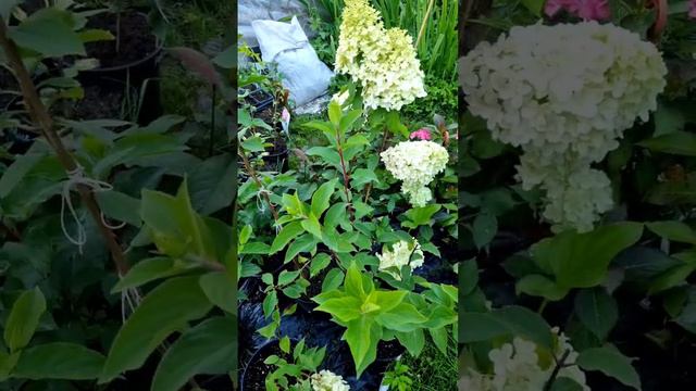 Метельчатая гортензия. Новинки в моём саду. смотреть онлайн