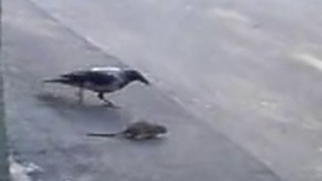 Ворона дергает крысу за хвост смотреть онлайн