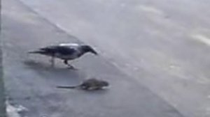 Ворона дергает крысу за хвост