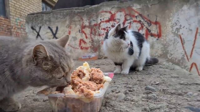 Папа ПОЙМАЛ ли кусаку?? Стерилизовали бездомную кошку. смотреть онлайн