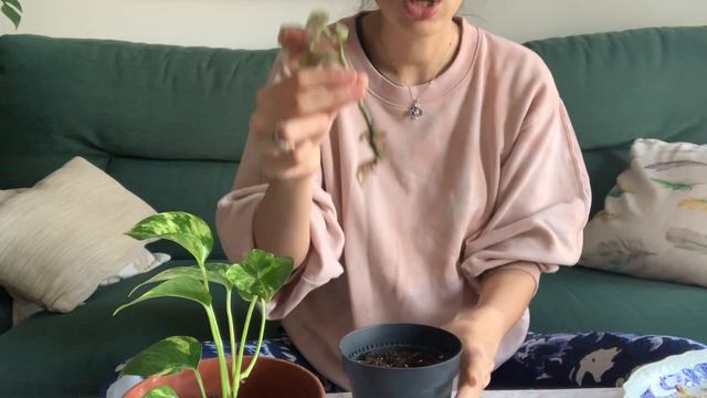 Cómo pasar un esqueje de agua a tierra con éxito: plantamos juntos uno de Poto y Begonia Maculata смотреть онлайн