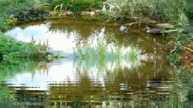 Водоем на даче.Искусственный водоем своими руками. смотреть онлайн