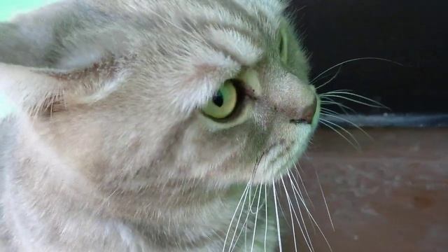 Взорвал интернет! Толстый кот злодей - Самый злой кот в мире. Говорит пошёл на м