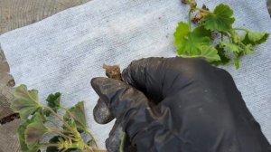 #598.Результат укоренения черенков пеларгонии в стимуляторе Фитоклон!