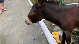 Потеряный ослик😁#вы слыхали ,как кричат ослы?😀🙈#