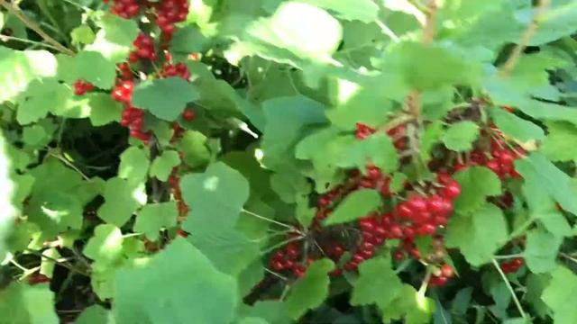 Красная смородина . Урожайность после омоложения куста . смотреть онлайн