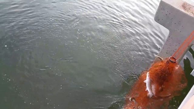 Calm water but action pack cast net fishing смотреть онлайн