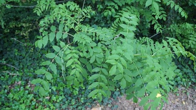 Common ash (Fraxinus excelsior) - leaves - May 2017 смотреть онлайн