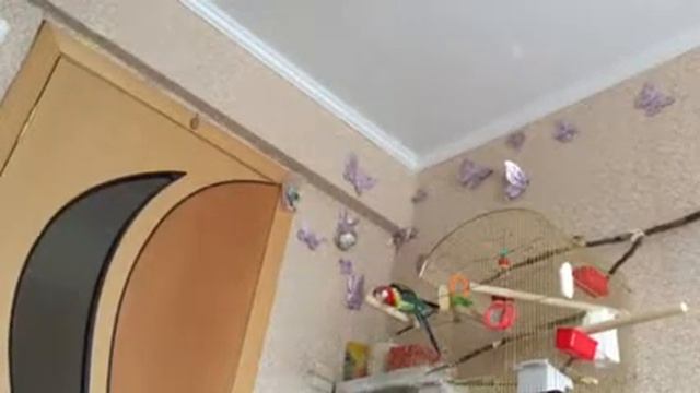 Пипито Попугай розелла смотреть онлайн