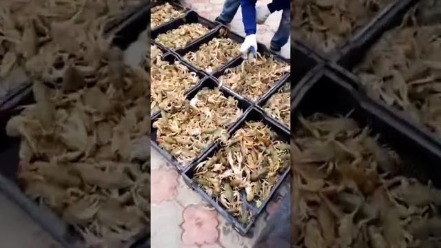 Мистер ракс перевозка живых раков смотреть онлайн
