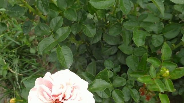 Роза Афродита. Разочарование и восхищение.   Aphrodite #розы #сортароз #розывсаду