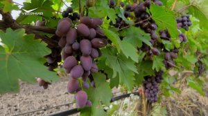 Виноградные плантации региона. Агрокурьер