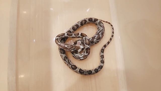 Маисовый полоз ест мышь. смотреть онлайн