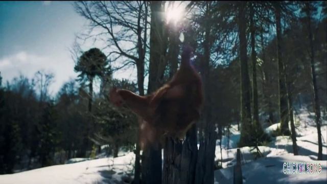 Chicken Dance - Chicken Song Video