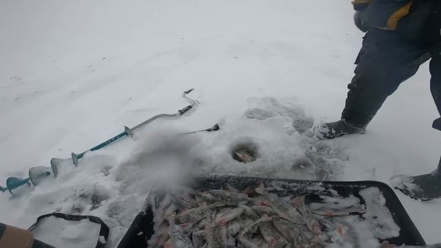 НАРВАЛИСЬ на стадо ОКУНЯ. Бешенный клев на блесну. Зимняя рыбалка. смотреть онлайн