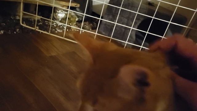 Котенок Трехлапик гладится Ищет дом! Приют Петербург смотреть онлайн