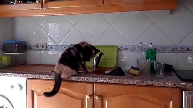 Uma gata a lavar a loiça смотреть онлайн