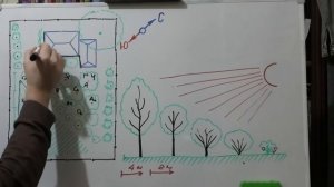 РАЗМЕЩЕНИЕ ДЕРЕВЬЕВ и кустарников на участке