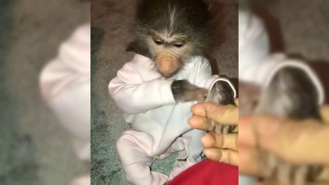 Cute Monkeys Part #50 - Baby Monkey Really Happy or Suffering, Free or Detention? смотреть онлайн